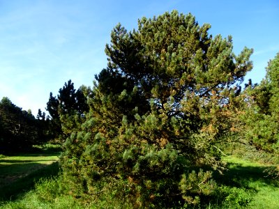 Pin à crochets, Pinus uncinata, Pinacées, Arboretum de Chè… 