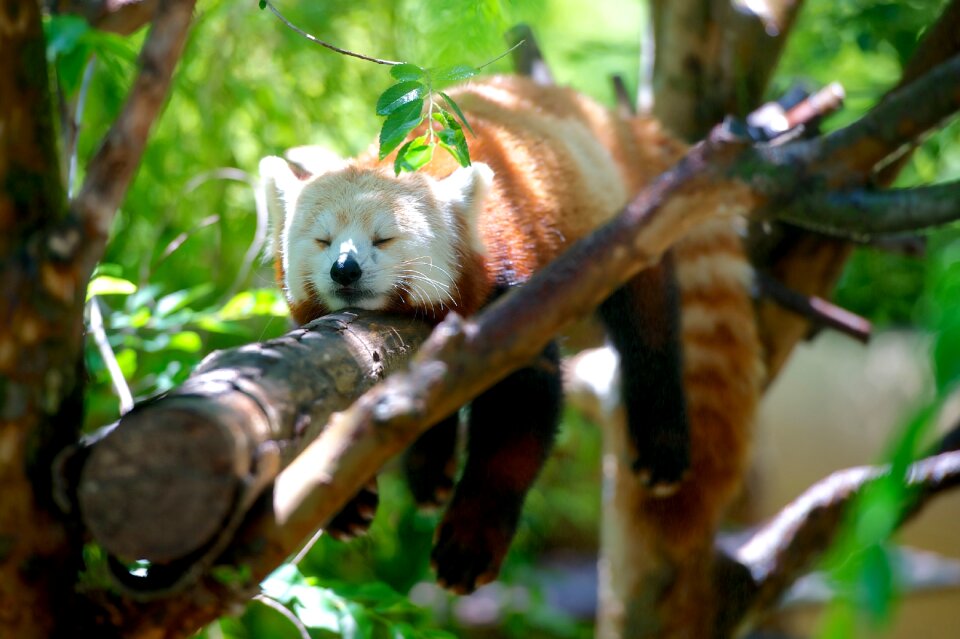 Panda wildlife nature