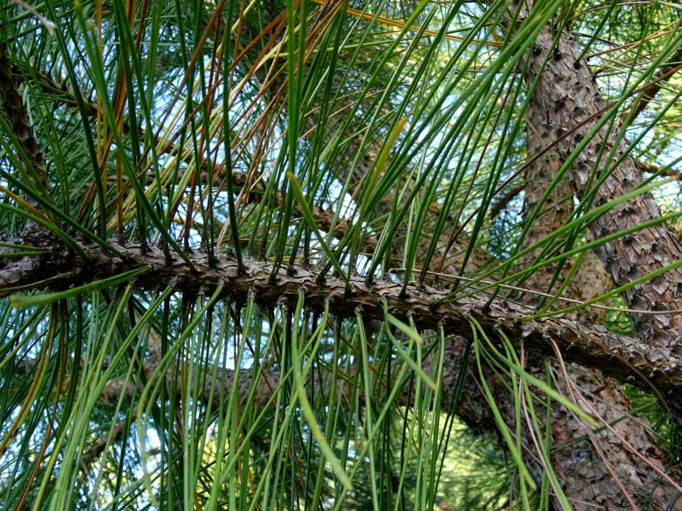 Pin noir des Cévennes, Pinus nigra ssp. Salzmannii, Pinacé… 