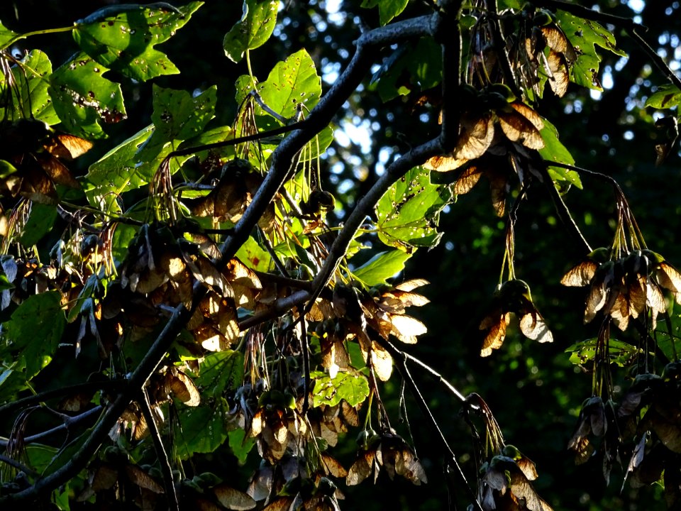 Erable à feuilles d'obier ou Erable Duret, Acer opalus, Ac… 