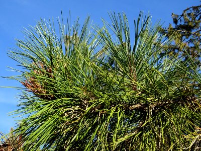 Pin noir des Cévennes, Pinus nigra ssp. Salzmannii, Pinacé… 
