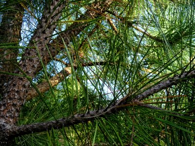 Pin noir des Cévennes, Pinus nigra ssp. Salzmannii, Pinacé… 
