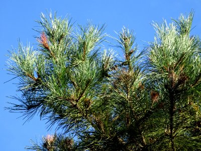 Pin noir des Cévennes, Pinus nigra ssp. Salzmannii, Pinacé… 