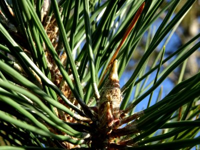 Bourgeon terminal du Pin noir des Cévennes, Pinus nigra ss… 
