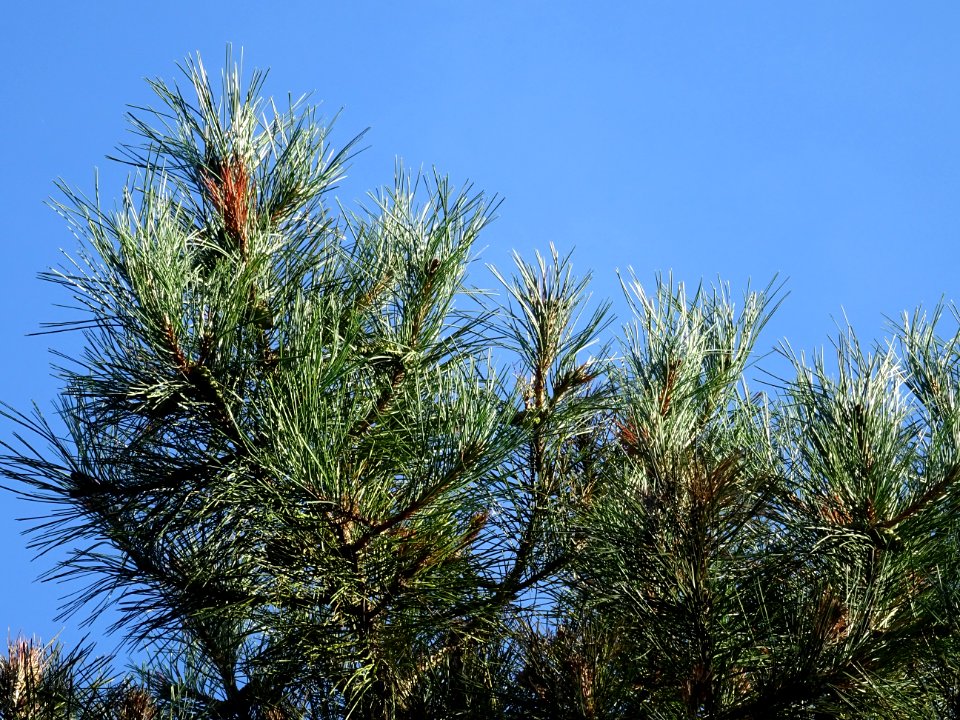 Pin noir des Cévennes, Pinus nigra ssp. Salzmannii, Pinacé… 