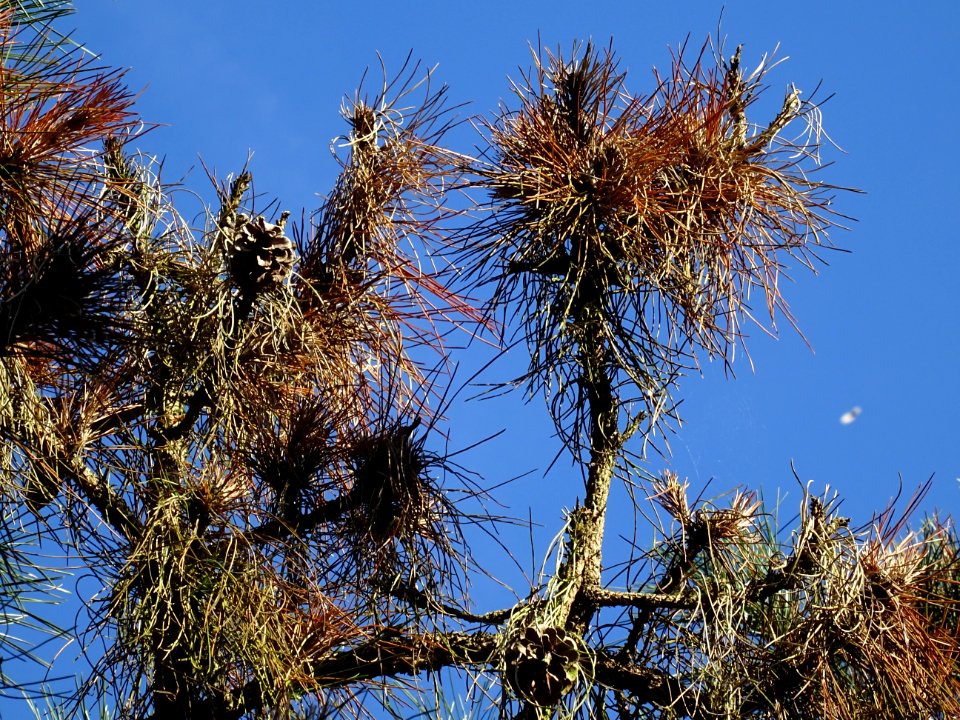 Pin noir des Cévennes, Pinus nigra ssp. Salzmannii, Pinacé… 