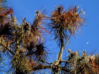 Pin noir des Cévennes, Pinus nigra ssp. Salzmannii, Pinacé… 