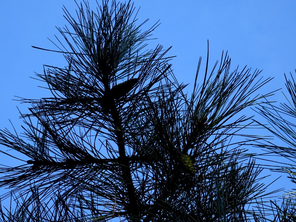 Pin noir des Cévennes, Pinus nigra ssp. Salzmannii, Pinacé… 