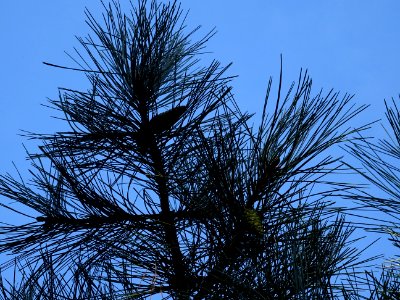 Pin noir des Cévennes, Pinus nigra ssp. Salzmannii, Pinacé… 