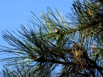 Pin noir des Cévennes, Pinus nigra ssp. Salzmannii, Pinacé… 