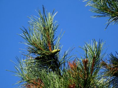 Pin noir des Cévennes, Pinus nigra ssp. Salzmannii, Pinacé… 