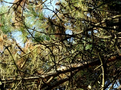 Branches du Pin noir des Cévennes, Pinus nigra ssp. Salzma… 