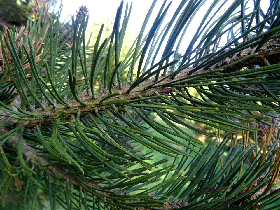 Pin à crochets, Pinus uncinata, Pinacées, Arboretum de Chè… 