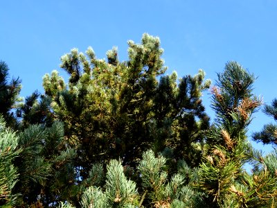 Pin à crochets, Pinus uncinata, Pinacées, Arboretum de Chè… 