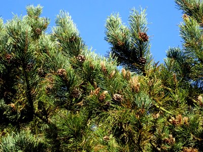 Pin à crochets, Pinus uncinata, Pinacées, Arboretum de Chè… 