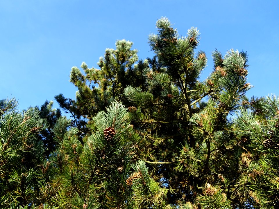 Pin à crochets, Pinus uncinata, Pinacées, Arboretum de Chè… 