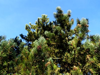 Pin à crochets, Pinus uncinata, Pinacées, Arboretum de Chè… 