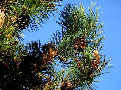 Pin à crochets, Pinus uncinata, Pinacées, Arboretum de Chè… 