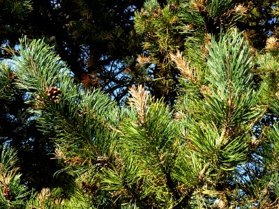 Pin à crochets, Pinus uncinata, Pinacées, Arboretum de Chè… 