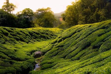 Tea cameron highland malaysia