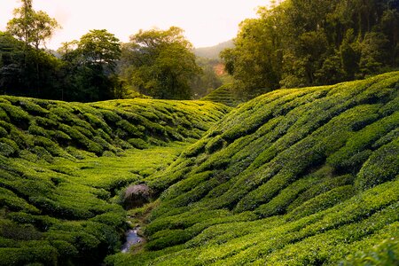 Tea cameron highland malaysia photo