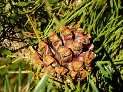 Cône femelle du Pin à crochets, Pinus uncinata, Pinacées, … 