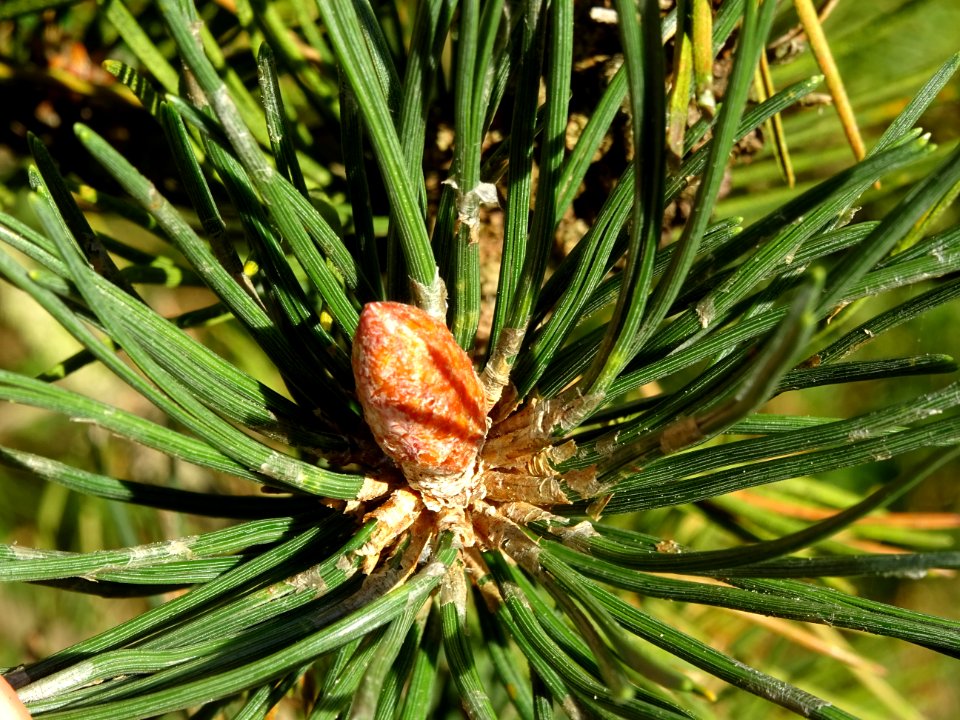 Bourgeon terminal du Pin à crochets, Pinus uncinata, Pinac… 