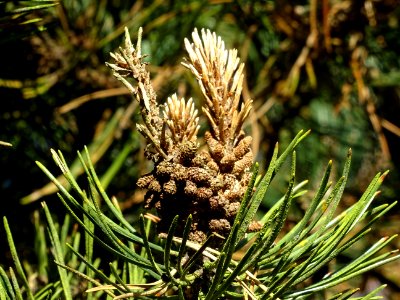 Cônes mâles du Pin à crochets, Pinus uncinata, Pinacées, A… 