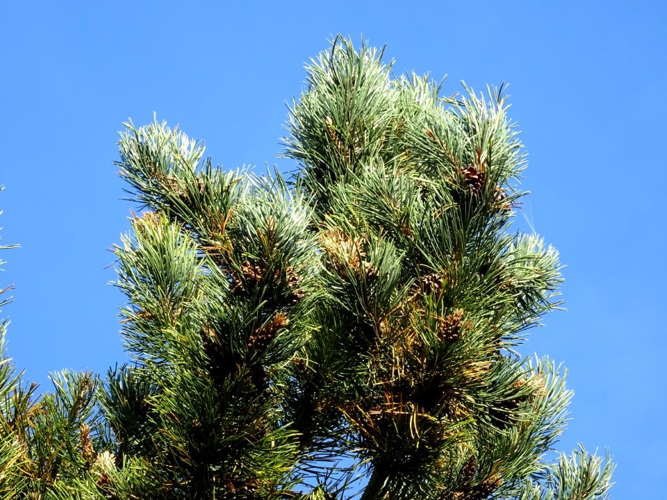 Pin à crochets, Pinus uncinata, Pinacées, Arboretum de Chè… 