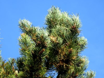 Pin à crochets, Pinus uncinata, Pinacées, Arboretum de Chè… 