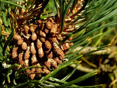 Cônes mâles du Pin à crochets, Pinus uncinata, Pinacées, A… 