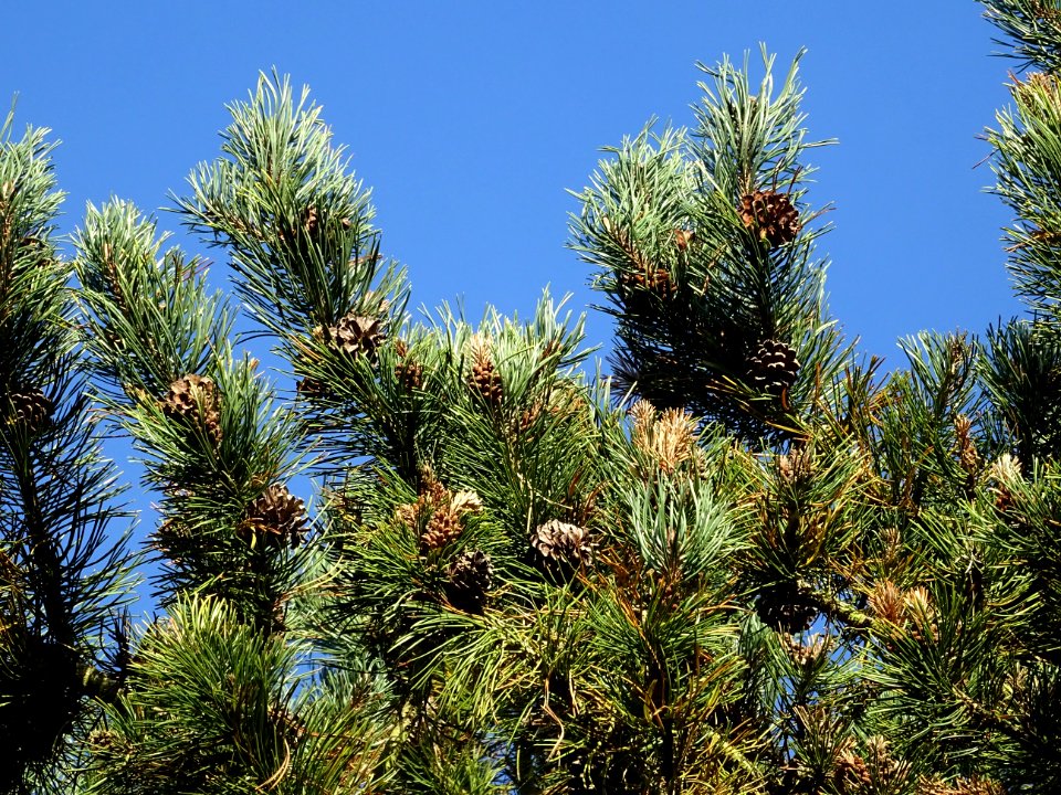 Pin à crochets, Pinus uncinata, Pinacées, Arboretum de Chè… 