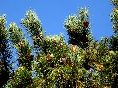 Pin à crochets, Pinus uncinata, Pinacées, Arboretum de Chè… 