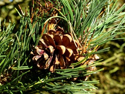 Cône femelle du Pin à crochets, Pinus uncinata, Pinacées, … 