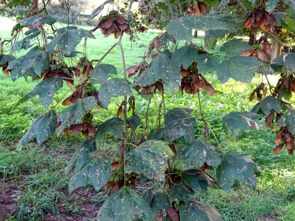 Erable à feuilles d'obier ou Erable Duret, Acer opalus, Ac… 