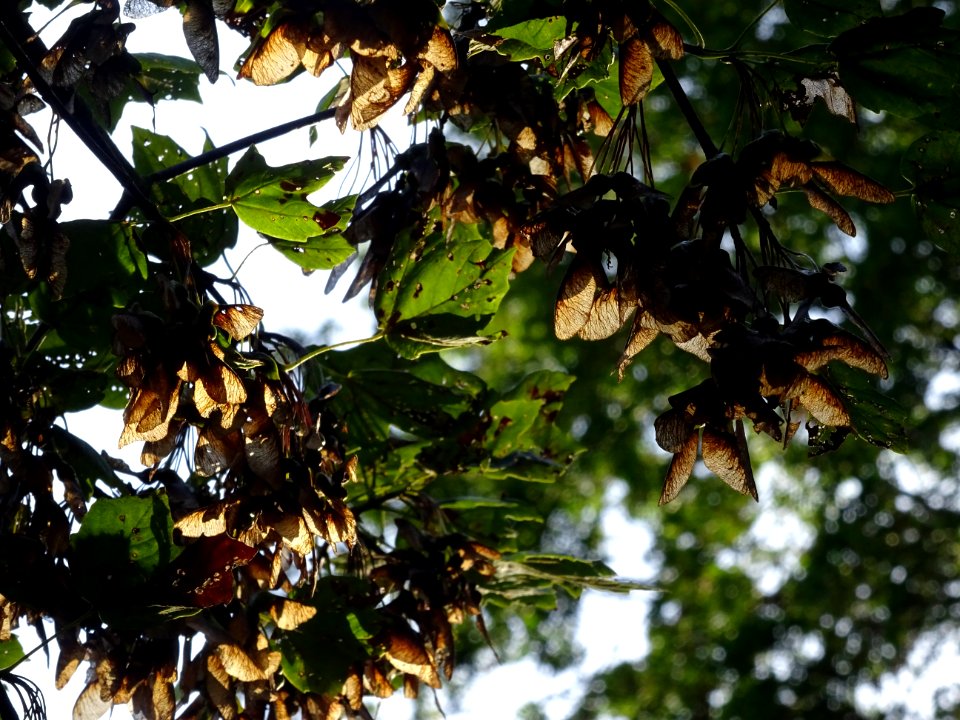 Erable à feuilles d'obier ou Erable Duret, Acer opalus, Ac… 