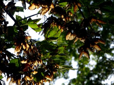 Erable à feuilles d'obier ou Erable Duret, Acer opalus, Ac… 