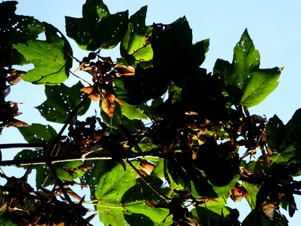 Erable à feuilles d'obier ou Erable Duret, Acer opalus, Ac… 