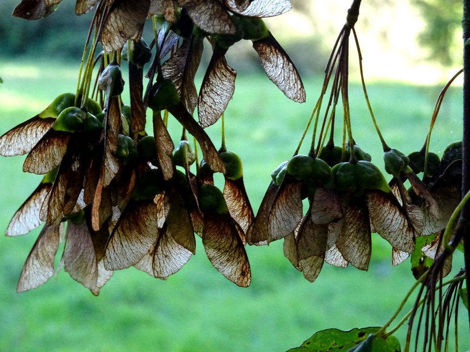 Erable à feuilles d'obier ou Erable Duret, Acer opalus, Ac… 