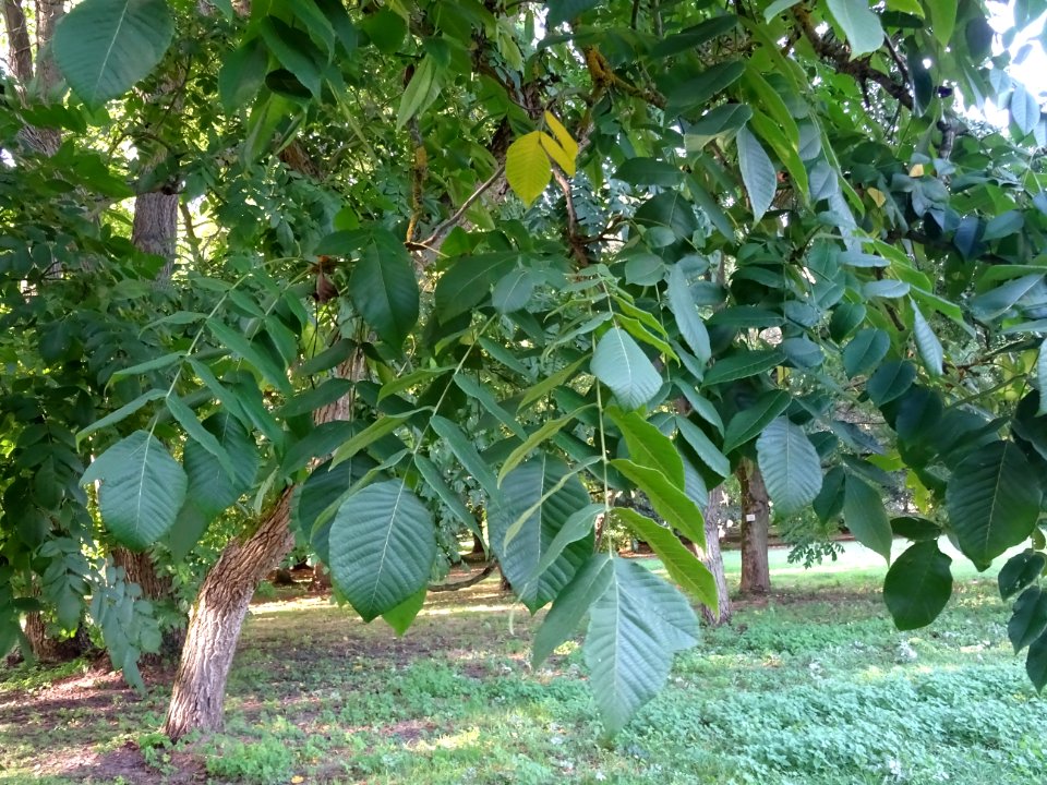 Noyer du Japon, Juglans ailantifolia, Juglandacées, Arbore… 