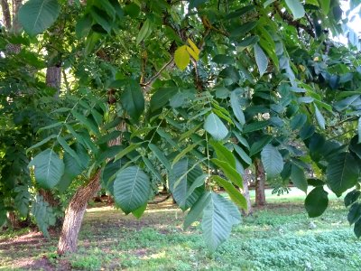 Noyer du Japon, Juglans ailantifolia, Juglandacées, Arbore… 