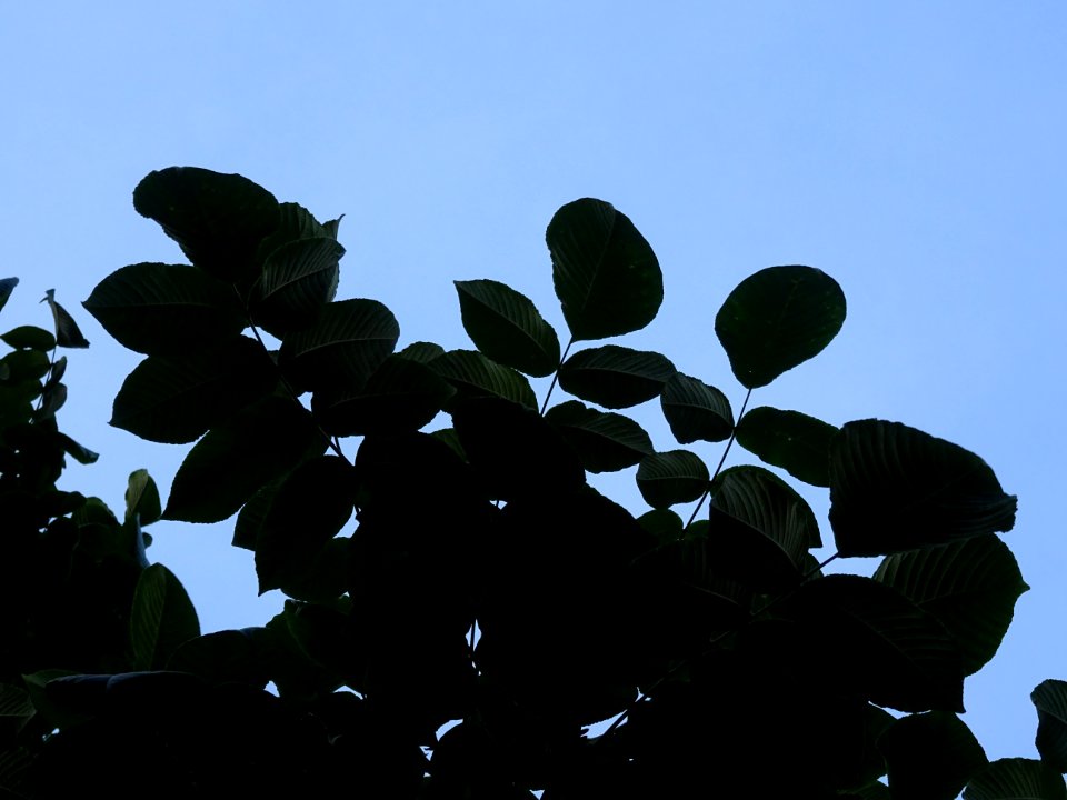 Noyer du Japon, Juglans ailantifolia, Juglandacées, Arbore… 