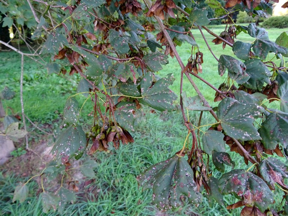 Erable à feuilles d'obier ou Erable Duret, Acer opalus, Ac… 