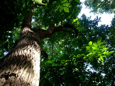 Tronc et branches du Noyer du Japon, Juglans ailantifolia,… 