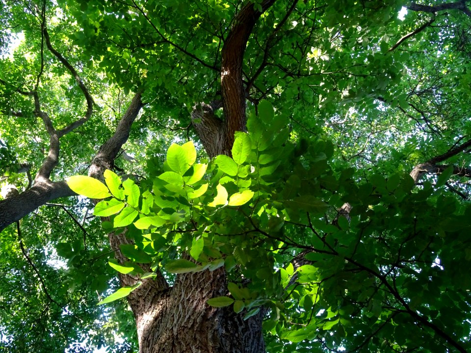 Noyer du Japon, Juglans ailantifolia, Juglandacées, Arbore… 