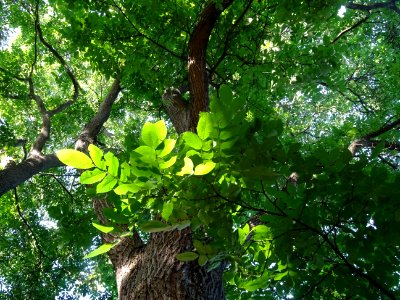 Noyer du Japon, Juglans ailantifolia, Juglandacées, Arbore… photo
