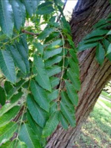 Cédrèle de Chine, Toona sinensis, Méliacées, Arboretum de … 