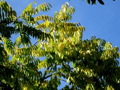 Cédrèle de Chine, Toona sinensis, Méliacées, Arboretum de … 