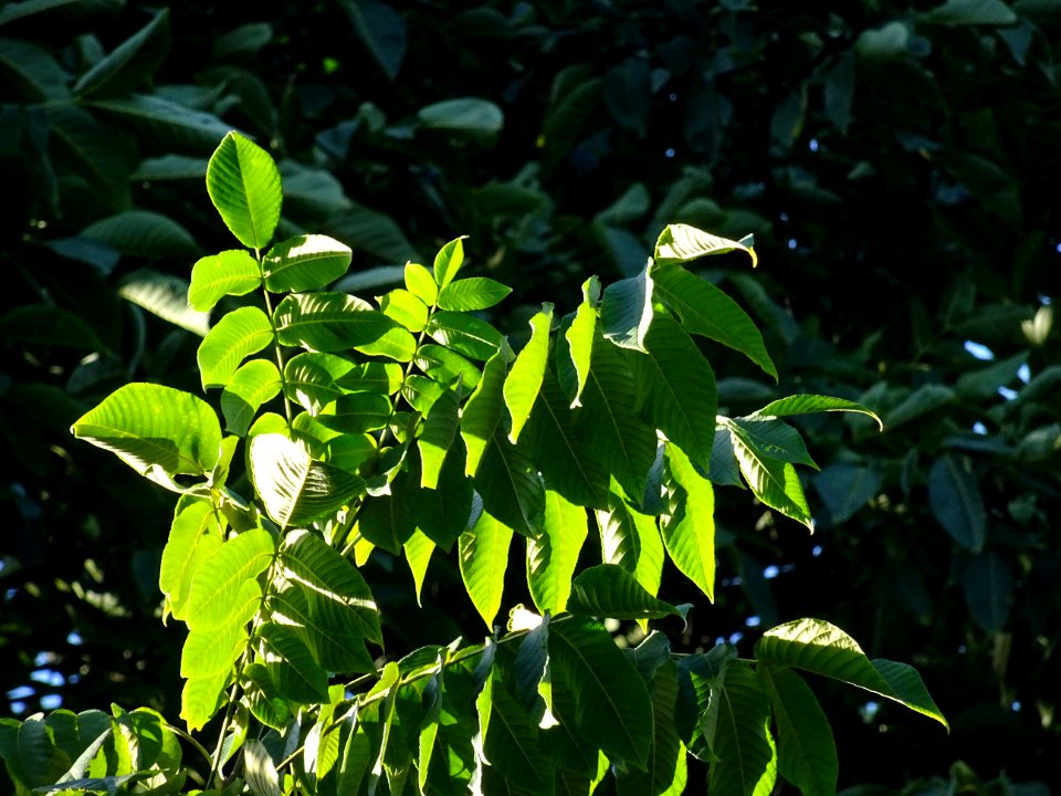 Noyer du Japon, Juglans ailantifolia, Juglandacées, Arbore… 