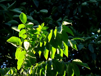 Noyer du Japon, Juglans ailantifolia, Juglandacées, Arbore… 